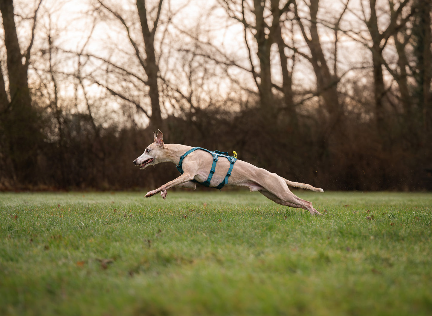 NON-STOP DOGWEAR RAMBLE HARNESS LONG