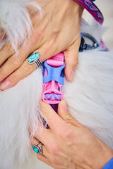 Arnés Deportivo para Perro Edición Rachel Pohl Harness Non-stop Dogwear