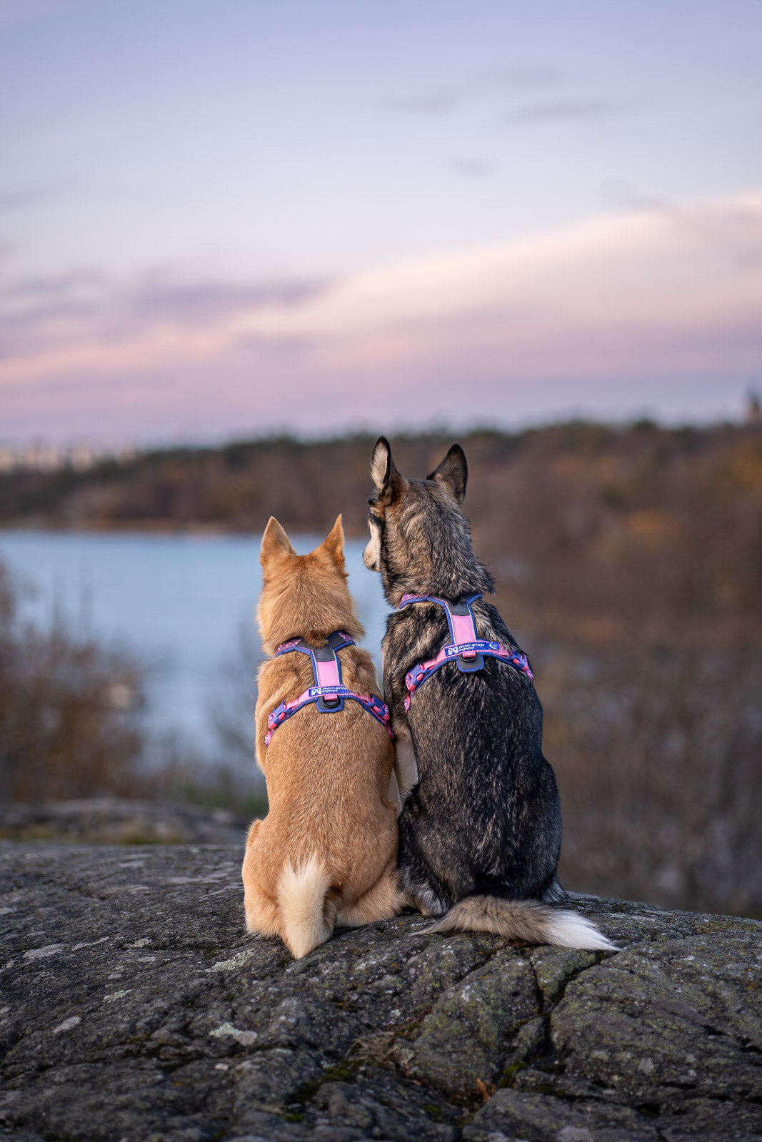 Arnés Deportivo para Perro Edición Rachel Pohl Harness Non-stop Dogwear