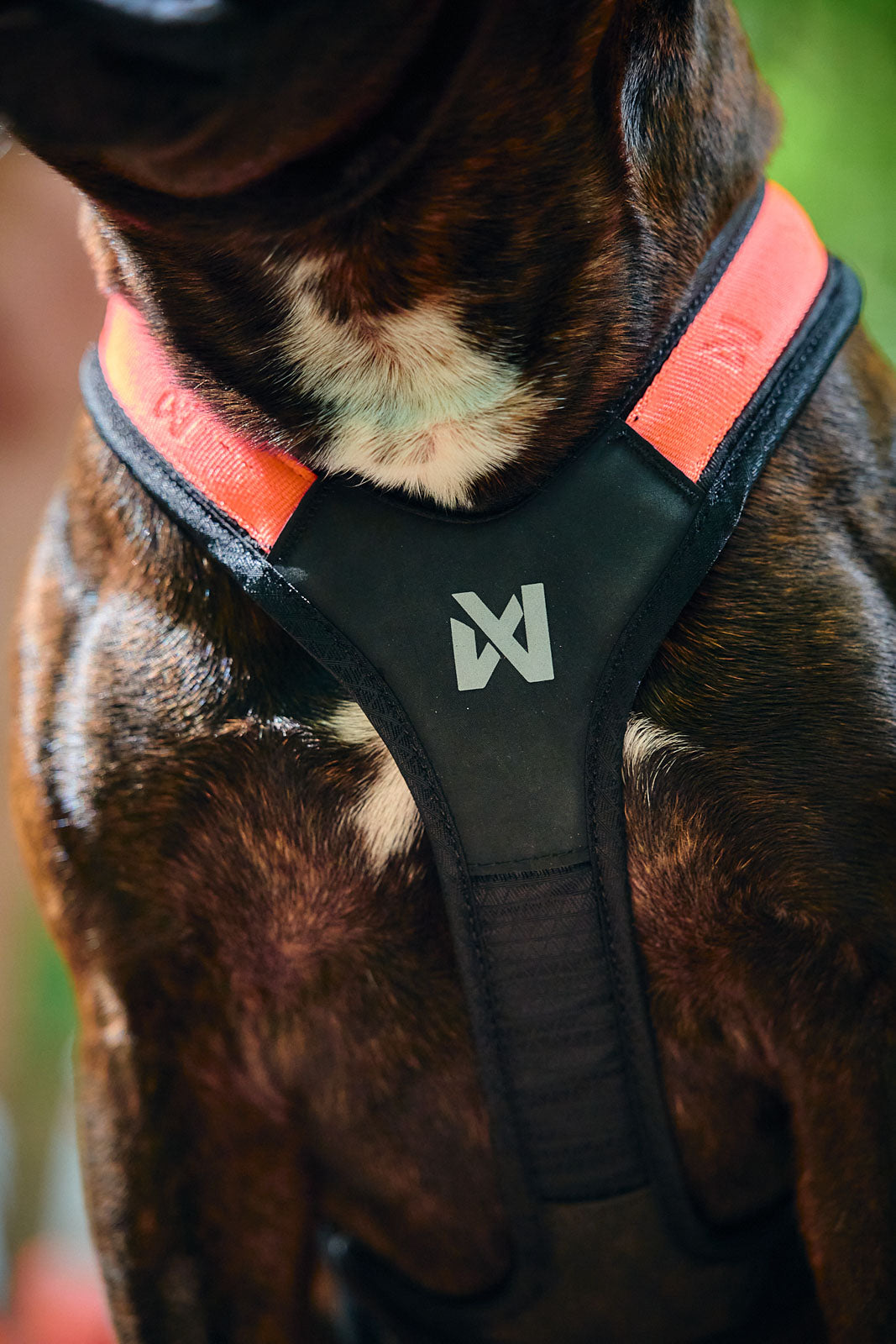 Arnés para Correr y Paseos Perro Premium Rush Harness Non-stop Dogwear