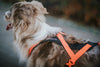 NON STOP DOGWEAR RUSH HARNESS