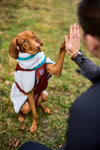 Trekking fleece dog jacket